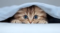 Playful kitten with bright blue eyes peeking out from under white blanket, creating adorable hiding moment. Cute feline portrait captures innocent curiosity and charm.