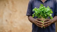 Young male farmer holding fresh green seedling plant with roots visible, wearing dark shirt against neutral background, ready for planting or gardening project.