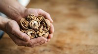 Male hands holding handful of walnuts on wooden surface, suitable for food, nutrition, health and cooking content.