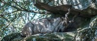 Gray tabby cat sleeping peacefully on tree branch among green foliage in natural outdoor setting for pet and nature photography projects.