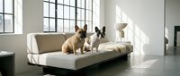 Two French Bulldogs sitting on a modern beige sofa in a bright, minimalist living room with large windows and concrete flooring.