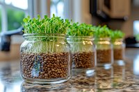 Fresh microgreens growing in glass jars with lentil sprouts on kitchen countertop, showcasing home gardening and healthy eating lifestyle.