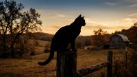 Black cat silhouette perched on a wooden fence post at sunset with a rustic barn and autumn countryside landscape in the background.