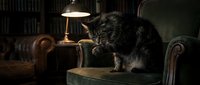 Fluffy tabby cat sitting on vintage leather armchair in cozy library setting with warm lamp lighting and bookshelves creating atmospheric home interior scene.
