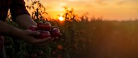 Farmer hands holding fresh ripe grapes at sunset in vineyard during harvest season with golden light and warm atmospheric glow for wine production.