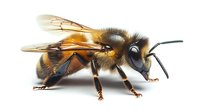 Detailed side view of honey bee with visible wings, antennae and fuzzy body against pure white background, isolated macro photography for nature education.