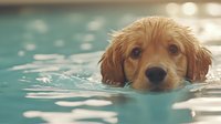 Golden retriever puppy swimming in turquoise pool water, head above surface with wet fur and innocent expression, creating ripples in summer sunlight.