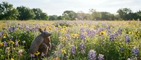 Young woman in hat sitting peacefully in vibrant wildflower meadow during golden hour sunset, surrounded by purple blooms and natural landscape scenery.