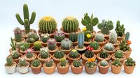Large collection of diverse cacti and succulents in terracotta pots arranged in rows, featuring various species with different shapes, sizes and colors.