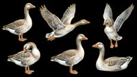 Six detailed gray geese in various poses, isolated on transparent background. Great for clipart, stickers, t-shirt design, print on demand, and sublimation projects.
