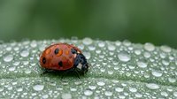 Red ladybug with black spots on green leaf covered in morning dew drops. Close-up macro photography of insect in natural garden environment.