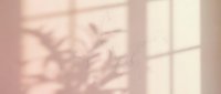 Soft pink wall with delicate plant shadow overlay from window light creating natural botanical silhouette pattern for interior design and wellness concepts.