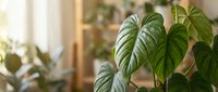 Lush green houseplant with large ribbed leaves in bright modern home interior with natural sunlight streaming through windows creating peaceful atmosphere.