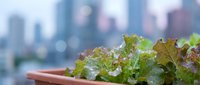 Urban rooftop garden with fresh lettuce and leafy greens growing in container, city skyline blurred in background, sustainable agriculture and green living concept.