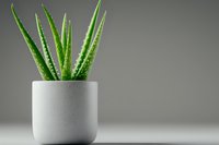 Fresh aloe vera plant with spiky green leaves growing in modern minimalist white concrete pot against neutral gray background with copy space.