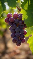 Ripe purple grapes hanging on vine with green foliage in sunlight, suitable for food, agriculture, and wine industry marketing materials.