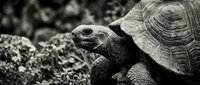 Elderly tortoise with weathered shell moving slowly across rocky terrain in monochrome, suitable for wildlife, nature documentaries, and educational content about reptiles.
