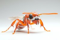 Macro photography of orange paper wasp on white background showing detailed insect anatomy, wings, and antennae in sharp focus. Isolated specimen for nature study.