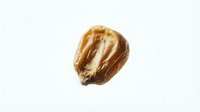 Single walnut half isolated on white background for culinary design projects and healthy food concepts.