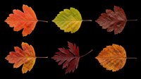 Six colorful autumn leaves in red, orange, green, and brown tones, isolated on transparent background, ready for fall clipart, stickers, t-shirt design, and print on demand.