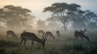 Herd of impala antelopes grazing in misty African savanna at dawn with acacia trees silhouetted against golden sunrise creating atmospheric wildlife scene.