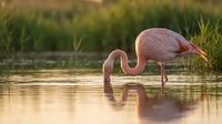 Pink wading bird foraging in shallow wetland water with reflection, suitable for nature, wildlife, and environmental conservation content.