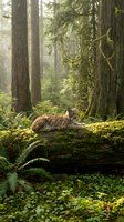 Lynx resting on moss-covered log in misty old-growth forest with towering trees and lush ferns creating serene wilderness atmosphere for nature conservation content.
