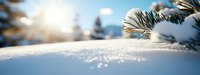 Fresh snow sparkling in sunlight with snow-covered pine branches in winter forest landscape, creating serene natural scenery.