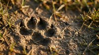 Fresh animal paw print impression in muddy soil with grass blades, outdoor wildlife tracking concept for nature and environmental studies.