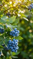 Fresh ripe blueberries hanging on bush with green leaves in natural sunlight, organic fruit harvest ready for picking in summer garden.
