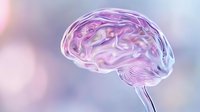 Translucent pink and purple brain model with soft bokeh background showcases medical science and neurology concepts for healthcare and educational presentations.