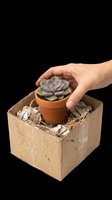 Caucasian hand holding succulent plant in terracotta pot, isolated on transparent background, ready for t-shirt design, clipart, stickers, print-on-demand and sublimation projects.