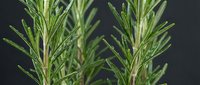 Fresh rosemary sprigs with vibrant green needles and stems isolated on dark background, suitable for culinary, food, and herb-related projects.