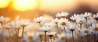 White daisies blooming in meadow at golden sunset with soft bokeh background, panoramic nature composition capturing summer tranquility and warmth.