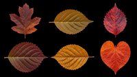 Autumn leaves collection featuring maple, birch, and heart-shaped foliage in red, gold, and brown tones. Isolated on transparent background, ready for t-shirt designs, clipart, stickers, and print-on-demand projects.