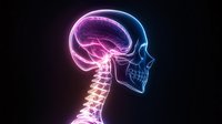 Glowing neon anatomical skull and spine profile view showing detailed bone structure with pink and blue gradient lighting effect against black background.