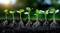 Growing seedlings in soil showing plant evolution and root system development against blurred green background, demonstrating growth stages in agriculture.