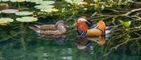 Pair of mandarin ducks swimming in tranquil pond with lily pads, male displaying vibrant orange plumage while female shows subtle brown patterns in natural habitat.