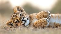 Young lion cub lying on back in grass showing playful behavior and relaxed pose. Natural golden light creates warm atmosphere in African savanna setting.