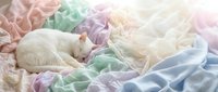 Adorable white kitten sleeping peacefully among soft pastel colored fabric ribbons creating dreamy comfort scene for pet care and relaxation themes.
