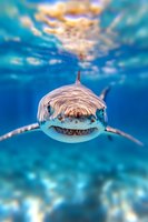 Great white shark swimming directly toward camera in clear blue ocean water, showing teeth and distinctive nose. Dramatic underwater close-up with natural lighting from above.