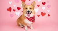Adorable corgi dog wearing red polka dot bandana sitting on pink background with floating hearts for Valentine's Day celebration and pet love concept.