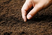 Hand planting seed in fertile dark soil close up. Macro shot of spring gardening and agriculture process showing connection with nature and new life beginning.