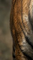 Close-up detail of horse leg showing rich brown coat with natural striped markings and glossy fur texture for equestrian and animal photography projects.