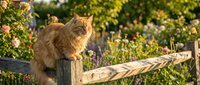 Fluffy tabby cat perched on wooden fence post in sunny garden surrounded by blooming flowers and green foliage, perfect for pet and nature content.