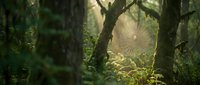 Dense tropical forest with towering trees covered in moss and vines, sunlight filtering through canopy creating mystical atmosphere. Lush jungle environment for nature, travel, and environmental design projects.