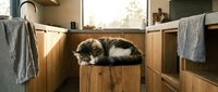 Fluffy cat resting in wooden bathroom sink cabinet, domestic pet relaxation and comfort at home.