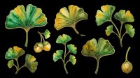 Ginkgo biloba leaves and seeds isolated on transparent background, ready for t-shirt design, clipart, stickers, sublimation and print-on-demand projects.