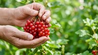 Caucasian adult hand holding fresh red currant berries with green foliage background, suitable for food, agriculture, and harvest-related projects.