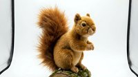 Red squirrel with fluffy tail standing upright on moss against white background, suitable for wildlife education, nature illustrations, and children's book designs.